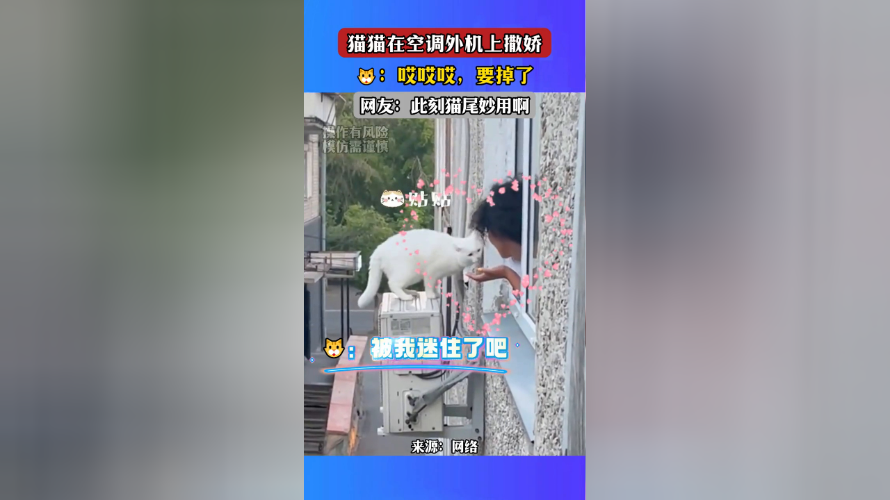 猫:还好有猫尾_腾讯新闻