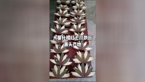 大量化橘红七爪供应 源头产地