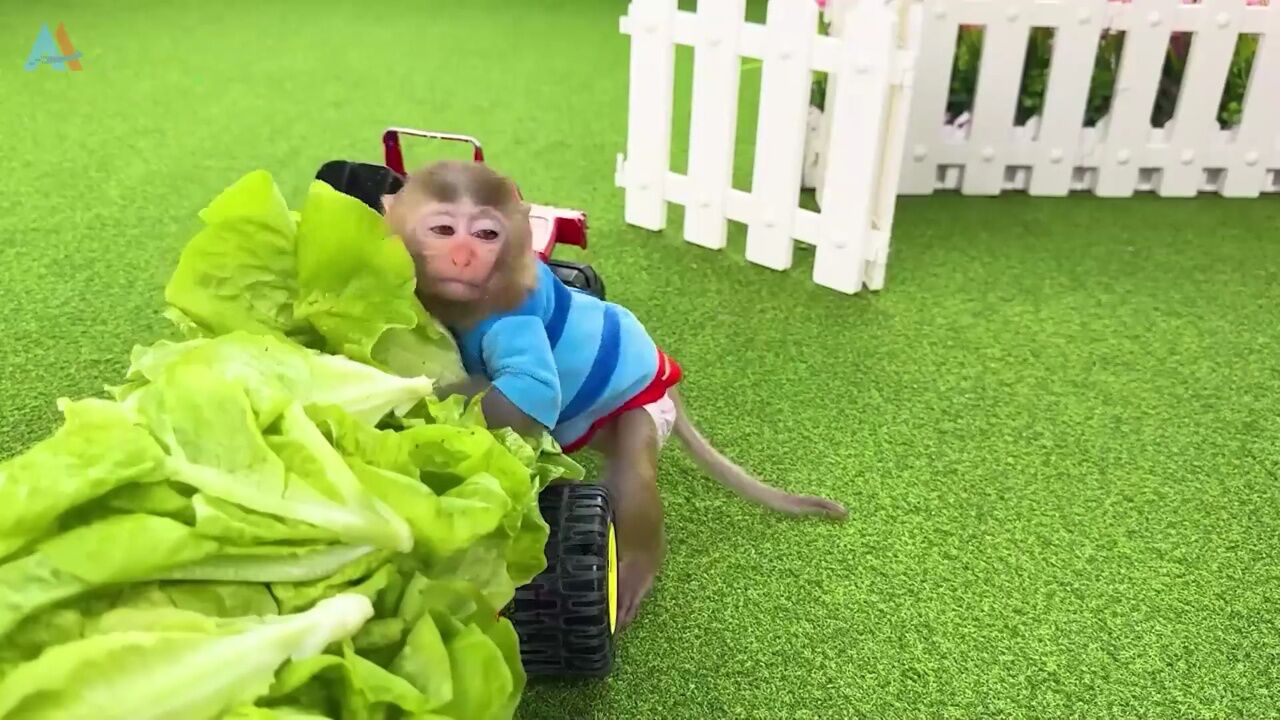 小猴子啵啵给小猪送食物吃