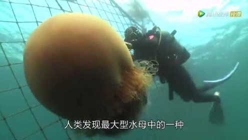 日本拍到世界最大水母：宽两米重达200公斤