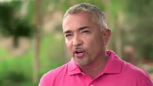 求助西泽:收容狗狗的进修班_狗年与汪星人一起闹新春