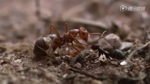 蚂蚁袭击别人的巢穴 抢走工蚁贮蜜蚁和卵