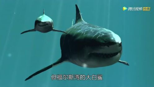 鲨鱼求偶罕见画面：公鲨紧紧咬住母鲨