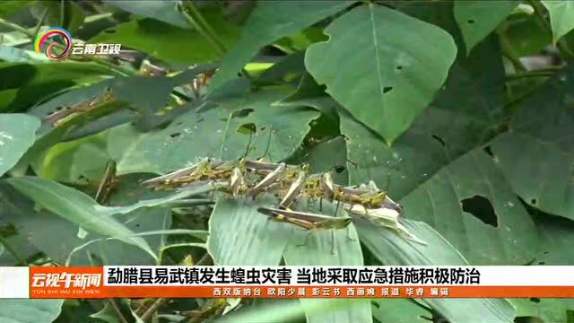 勐腊县易武镇发生蝗虫灾害 当地采取应急措施积极防治