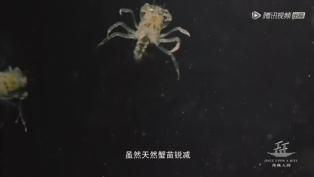 涨知识!大闸蟹小时候竟然这么萌,大眼幼体生命力超强