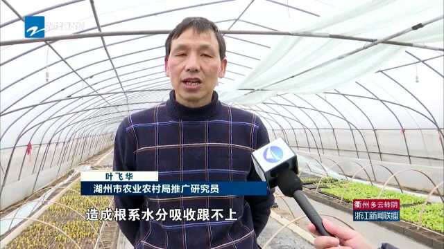 浙江:雨水暂歇 农户抢收抢种忙