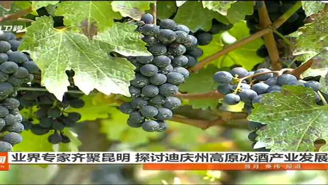 业界专家齐聚昆明 探讨迪庆州高原冰酒产业发展