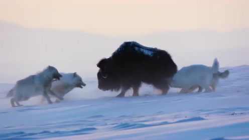 8只北极狼围捕小麝牛 母牛冲上前解救却同样被猎杀