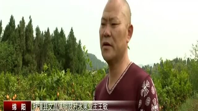 梓潼:打造“花果山” 群众有“钱”途