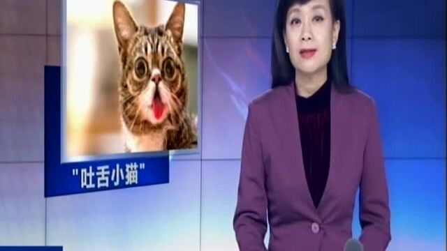 美国:网红“吐舌小猫”启发科学研究