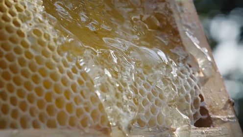养蜂人割蜜摇蜂蜜全过程，这才是真正的纯天然无添加，甜醉了！