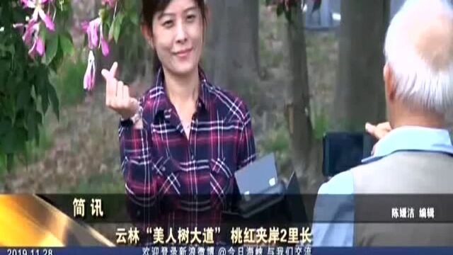 云林“美人树大道” 桃红夹岸2里长