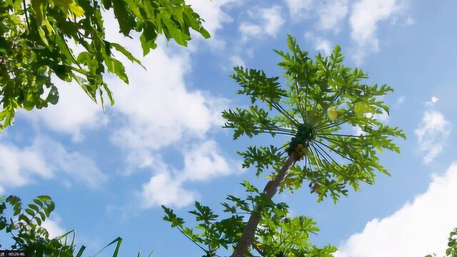 【花絮】木瓜花有三种性别,只有两性花结的果最好吃