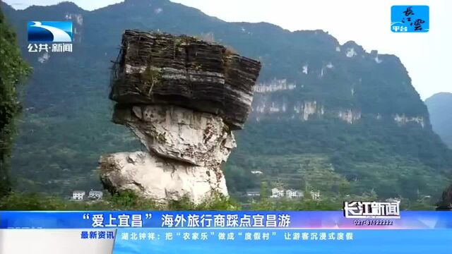 “爱上宜昌”海外旅行商踩点宜昌游