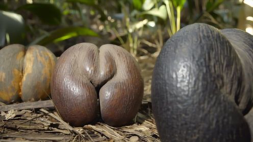海椰子的种子世界最大，长相更是让人难以描述