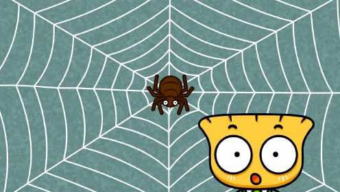 蜘蛛网是怎样织出来的