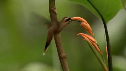 探秘自然界 第1集：雨林_视频素材