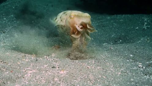 乌贼不愧是“海底变色龙”,将螃蟹瞬间吸入肚中