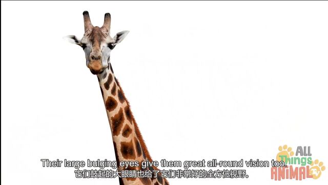 第2集 长颈鹿 Giraffe