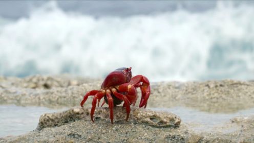 千万只红蟹奔赴海滩产卵，场面壮观