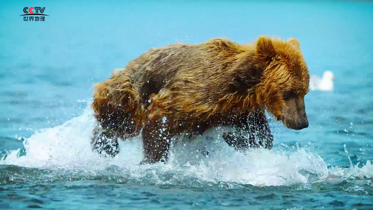捕食者的隐秘世界丨棕熊拼手速的时候到了!