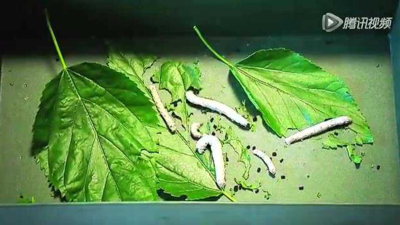 4分钟带你看完蚕宝宝吐丝结茧_腾讯视频