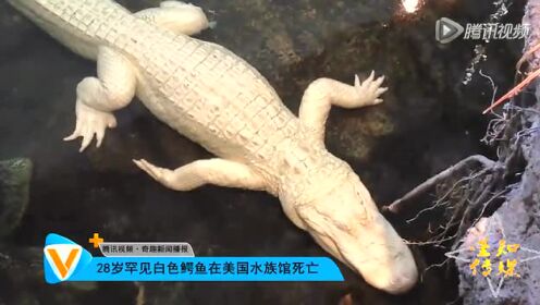 28岁罕见白色鳄鱼在美国水族馆死亡