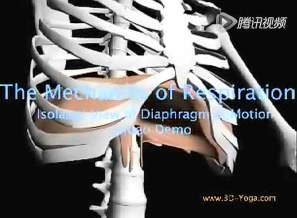 横隔膜工作的3D视图_高清1080P在线观看平台_腾讯视频