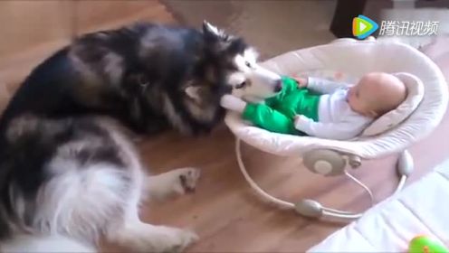 小狗与婴儿的搞笑视频 太有爱温馨了