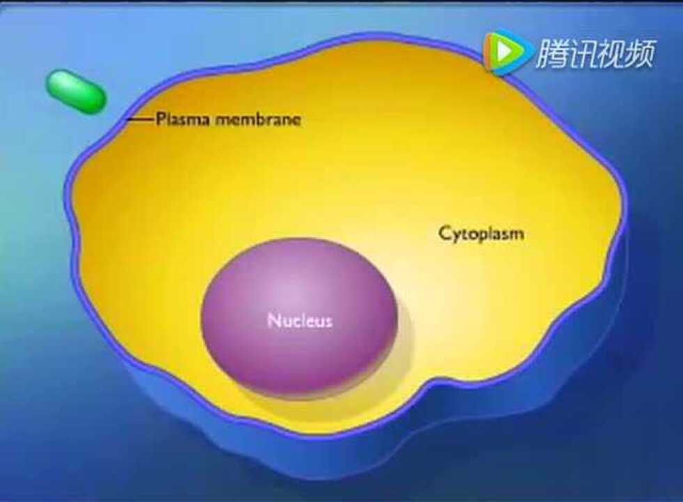 细胞的基本功能-入胞和出胞_高清1080P在线观看平台_腾讯视频