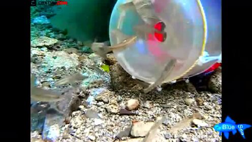 水下实拍塑料瓶地笼捕鱼过程 可算看清楚小鱼是怎么进去的了