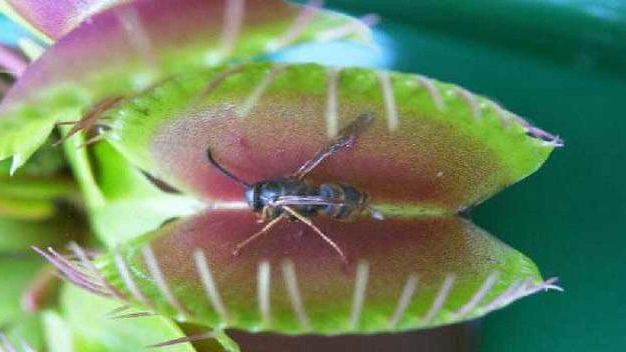 实拍捕蝇草捕猎昆虫全过程_高清