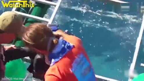 超惊险！大白鲨激闯潜水安全笼 笼中潜水员无伤逃脱