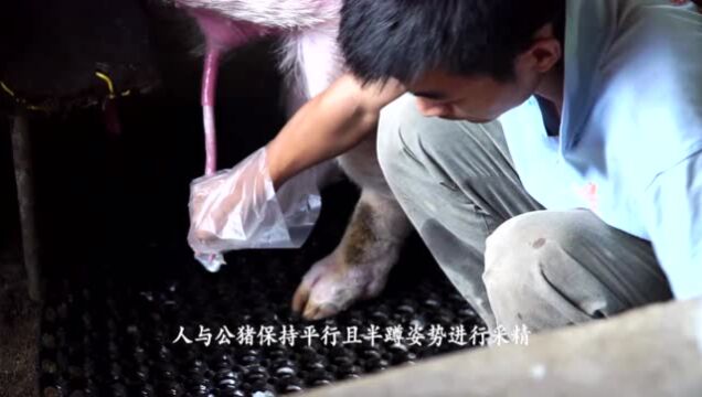 奎哥养猪21期 手把手教你学会公猪采精_腾讯视频