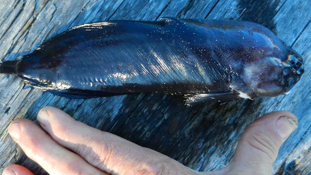 渔夫出海捕获不明怪鱼 全身乌黑样貌异常怪异