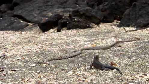 海蜥蜴（Marine iguana）求生之路
