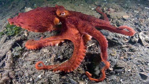 寰宇少年-奇妙的动物世界-北太平洋大章鱼
