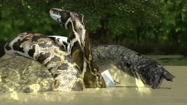 美国 缅甸蟒入侵佛州沼泽 绞杀短尾鳄成新霸主_腾讯视频