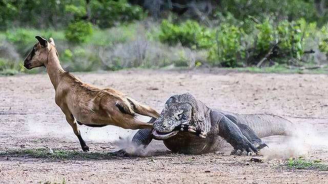 獅子老虎都慘死在它獠牙之下這個遠古生物幾乎沒有敵手