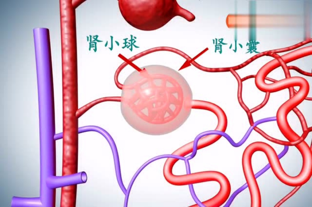 观察肾脏的结构_高清1080P在线观看平台_腾讯视频