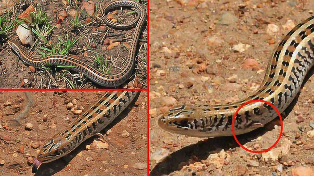 芒果大探索偶然发现一条长腿的蛇竟是这种罕见珍贵的爬行动物