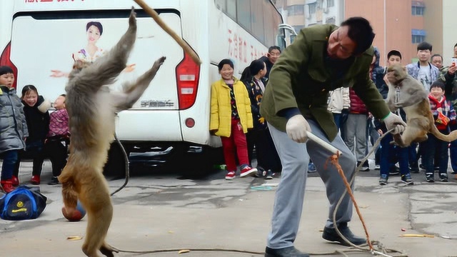 河南安阳:厉害了我的猴子 拿刀制服主人