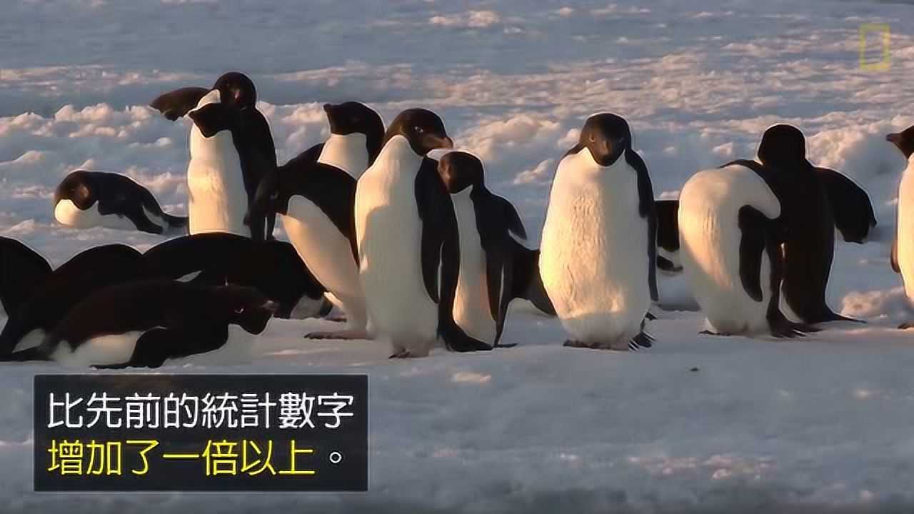 阿德利企鹅数量增加了却仍有隐忧