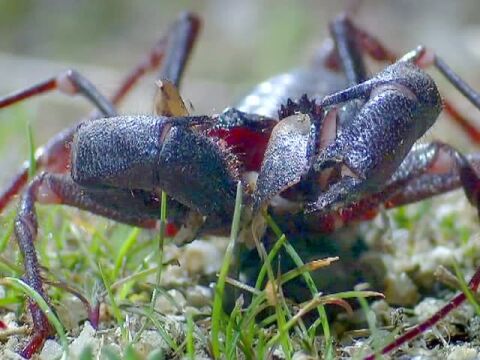身穿癞皮的"水虫子"