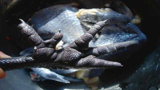 六个趾头的乌鸡到底能不能吃?看看专家怎么说