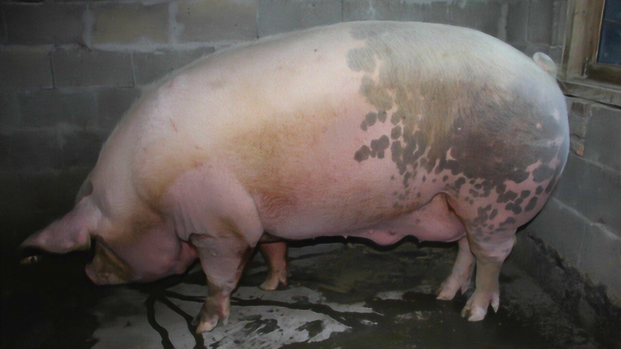 泰顺现新猪王长2米多重1300斤 主人三代屠夫养猪为乐