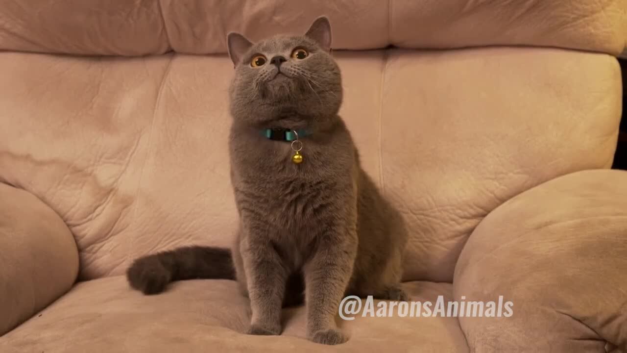 当主人不在家时猫皇的派对也就开始啦