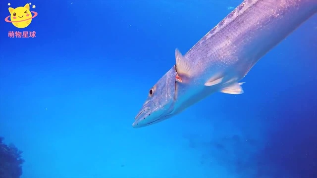 梭子鱼速度图片