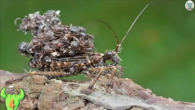 全球排名前十奇特虫子恶心你到爆