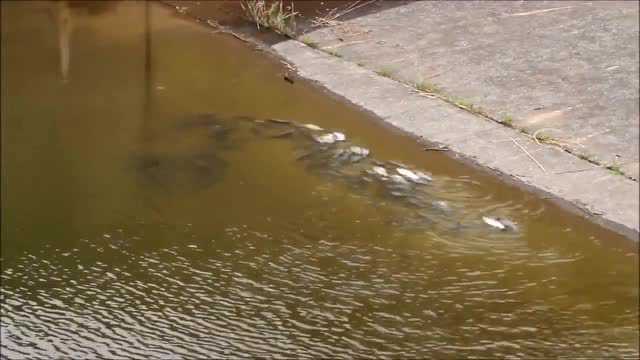 浅水处一群鲫鱼躺着在产卵